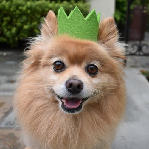 Party Beast Green - Sir Dogwood