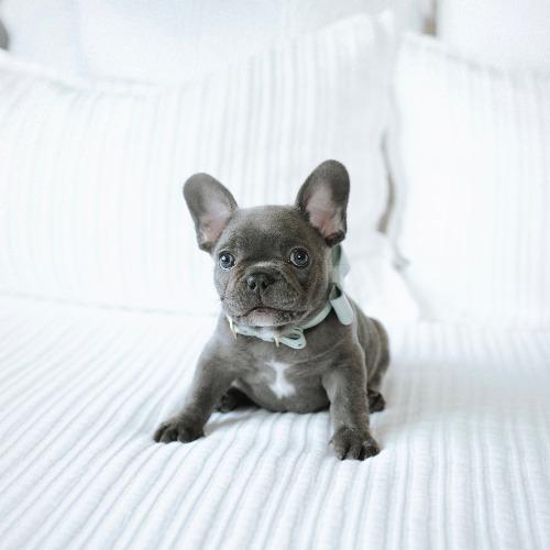 Bow Leather Collar Mint - Sir Dogwood