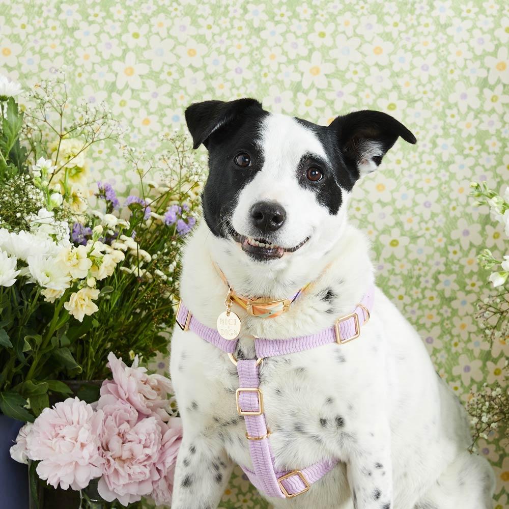 Cord Non Pull Harness Lilac - Sir Dogwood