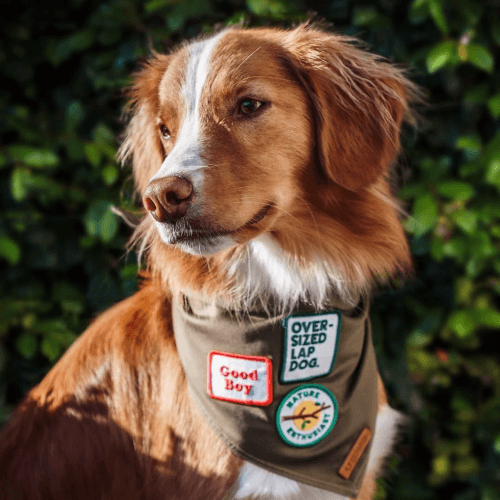 Oversized Lap Dog Merit Badge - Sir Dogwood
