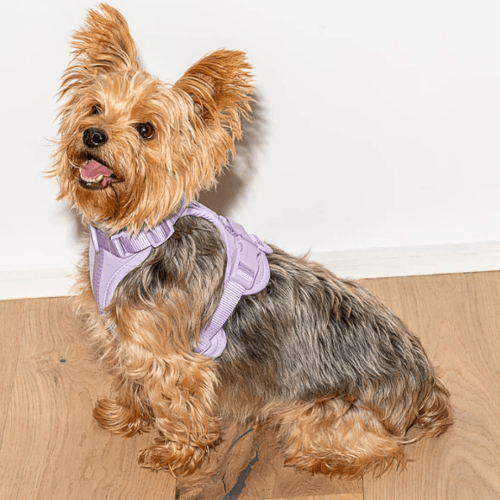 Cushioned Dog Harness Lilac - Sir Dogwood