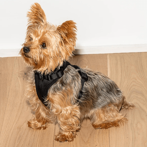 Cushioned Dog Harness Black - Sir Dogwood