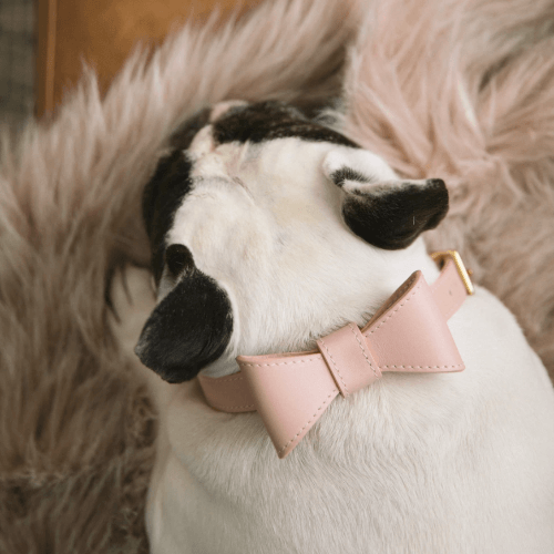 Bow Leather Collar Pink - Sir Dogwood