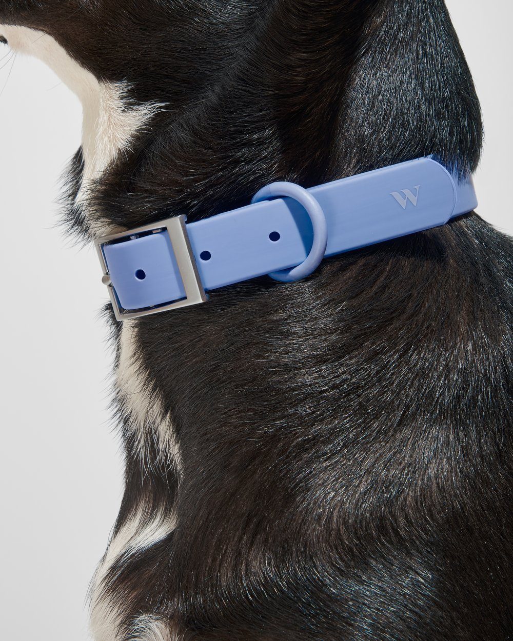 Modern Dog Collar Moonstone - Sir Dogwood