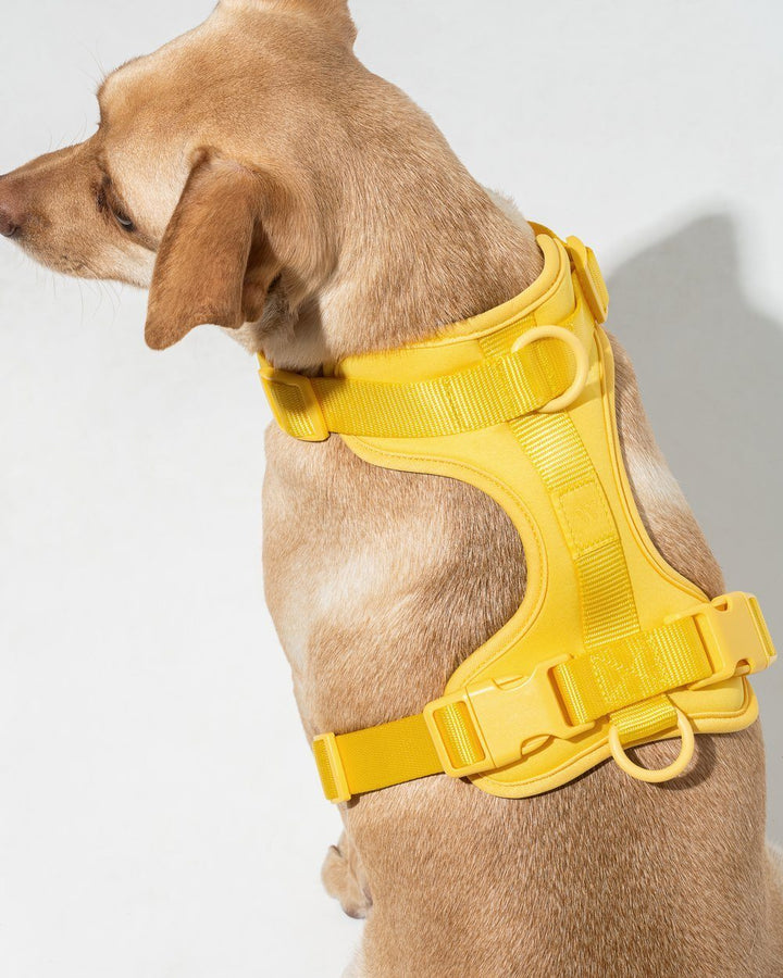 Cushioned Dog Harness Butter - Sir Dogwood