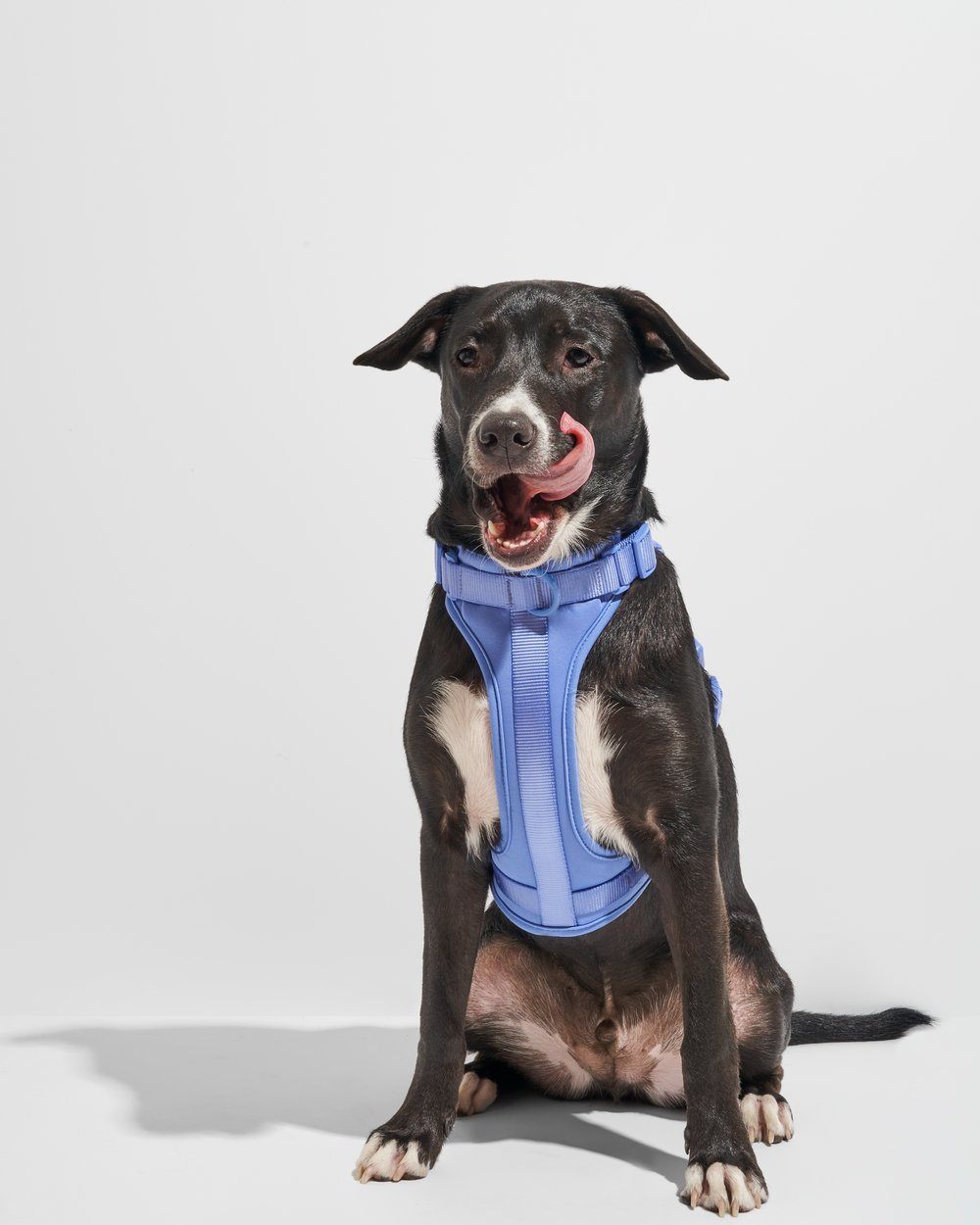 Cushioned Dog Harness Moonstone - Sir Dogwood