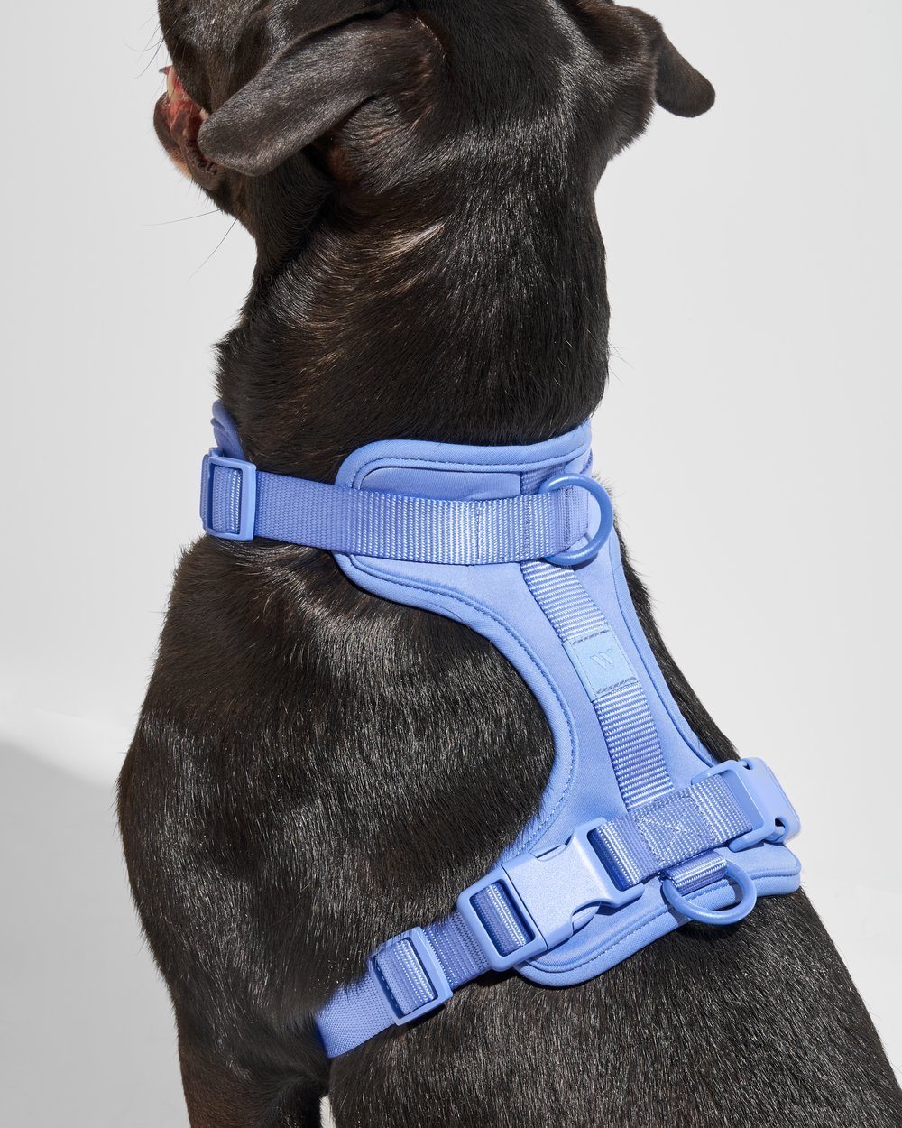 Cushioned Dog Harness Moonstone - Sir Dogwood