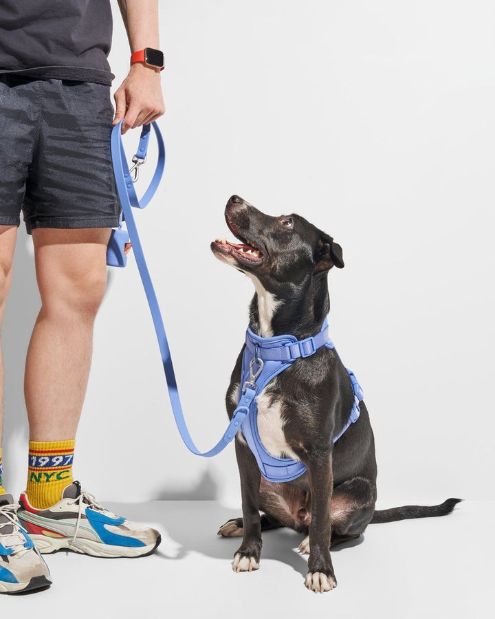 Durable Dog Leash Moonstone - Sir Dogwood