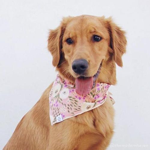Harper Floral Dog Bandana - Sir Dogwood
