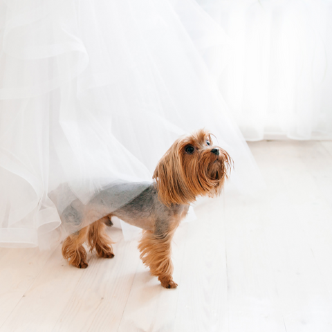 The Rise Of Dog Friendly Weddings