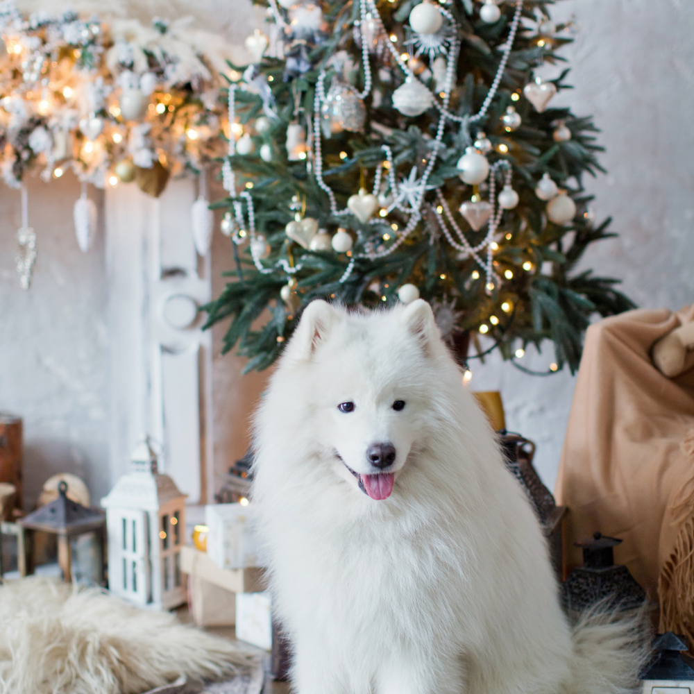 Are Christmas Trees Toxic To Dogs?