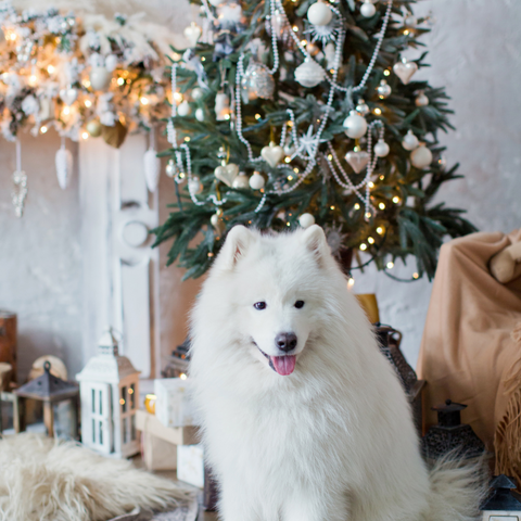 Are Christmas Trees Toxic To Dogs?