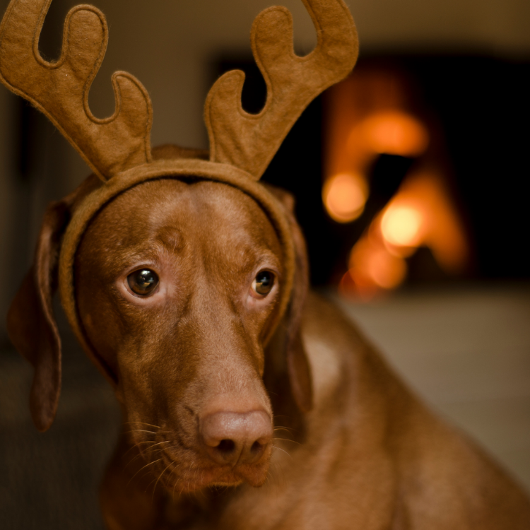 4 Ways to Love Homeless Pets This Season