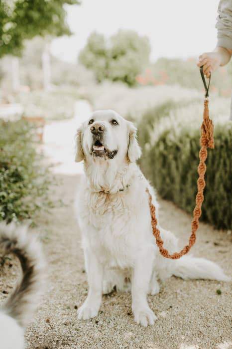 Macrame Leash Blush - Sir Dogwood