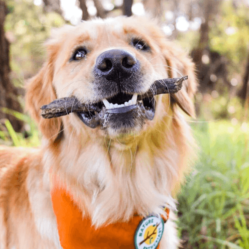 Nature Enthusiast Merit Badge - Sir Dogwood