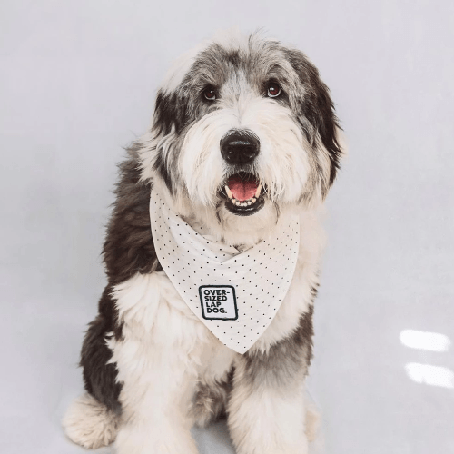 Oversized Lap Dog Merit Badge - Sir Dogwood