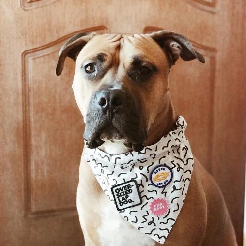 Oversized Lap Dog Merit Badge - Sir Dogwood