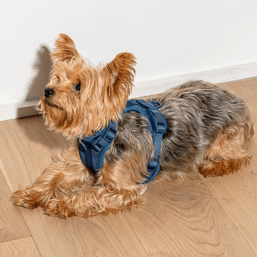 Cushioned Dog Harness Navy - Sir Dogwood