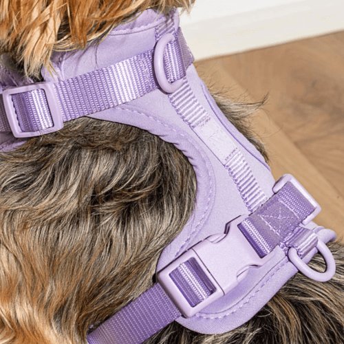 Cushioned Dog Harness Lilac - Sir Dogwood