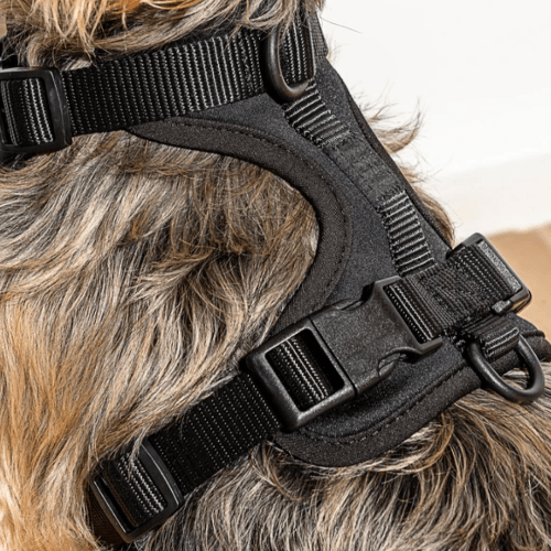 Cushioned Dog Harness Black - Sir Dogwood