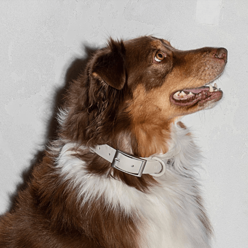 Modern Dog Collar Grey - Sir Dogwood