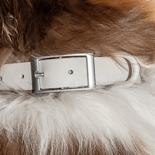 Modern Dog Collar Grey - Sir Dogwood