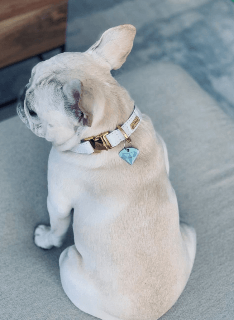 Diamond Collar Charm - Sir Dogwood