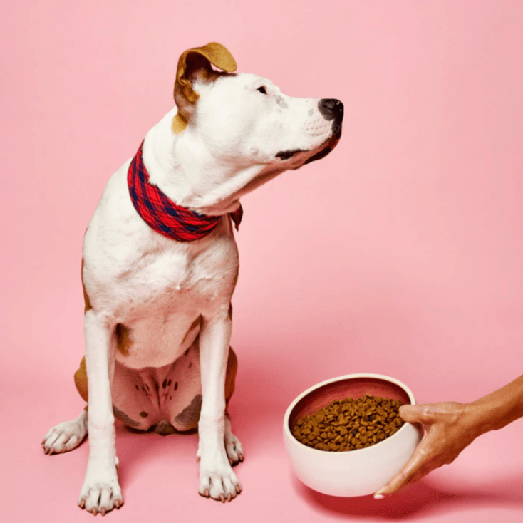 The Poppy Pet Bowl - Sir Dogwood