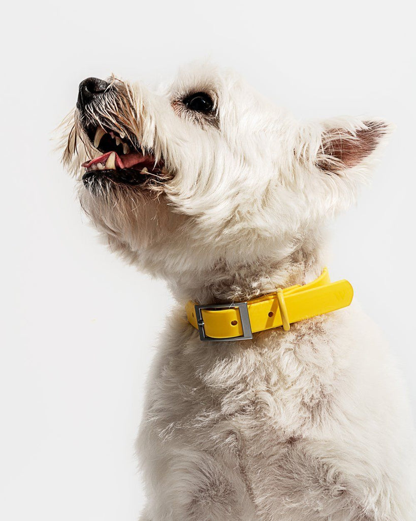 Modern Dog Collar Butter - Sir Dogwood