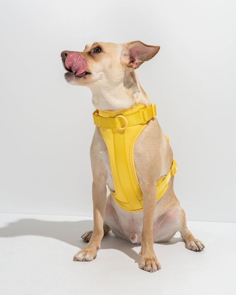 Cushioned Dog Harness Butter - Sir Dogwood