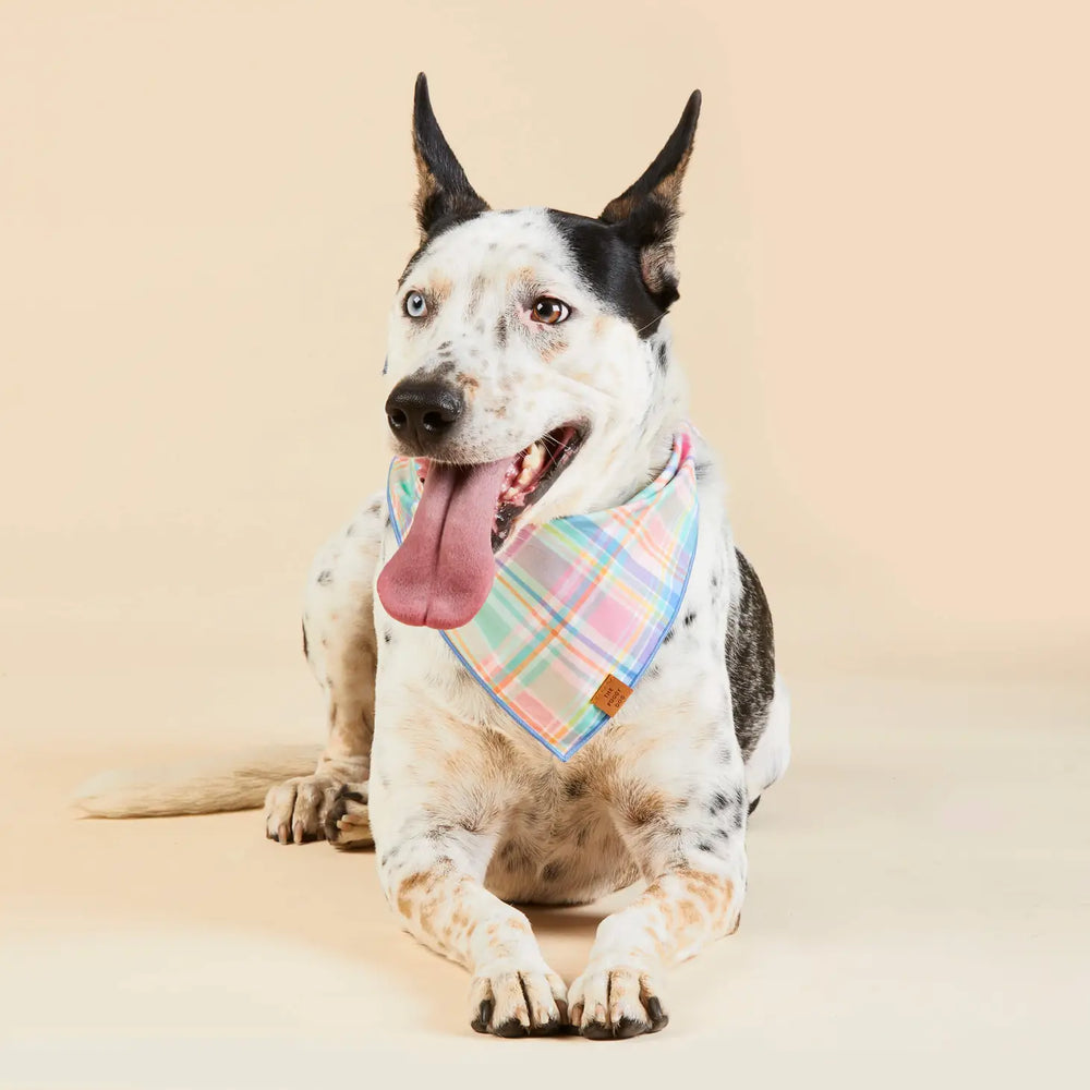 Blooming Plaid Easter Dog Bandana - Sir Dogwood